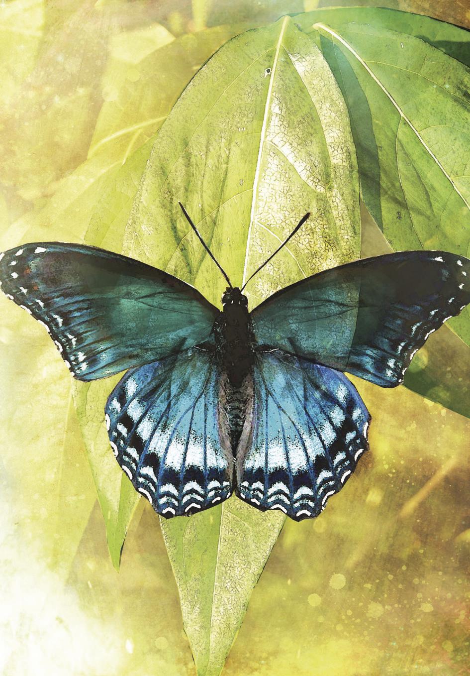 Butterfly Transformations 2nd Edition
Affirmations to Energise Miraculous Manifestations by Alana Fairchild
