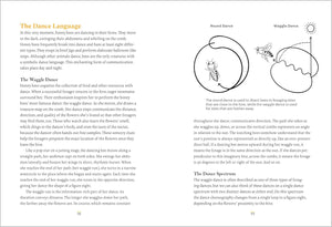 Book page with text and illustrations about bee dances, including a diagram of a waggle dance.
