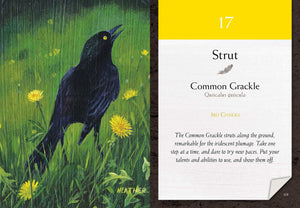 Bird Vibes Meditation Cards sample card picture of black bird in grass field with dandelions "17, Strut, Common Grackle, 3RD CHAKRA. The Common Grackle struts along the ground, remarkable for the iridescent plumage. Take one step at a time, and dare to try new paces. Put your talents and abilities to use, and show them off."