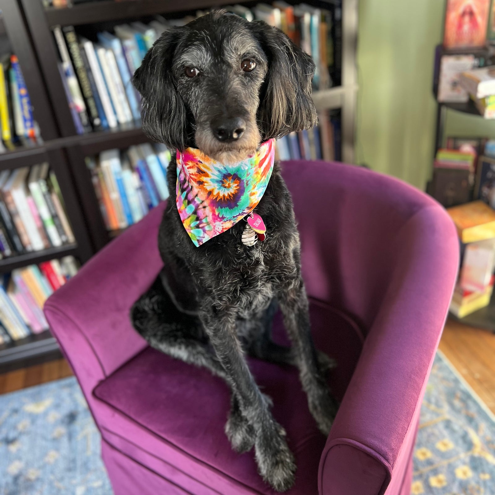 black dog sitting in purple chair wearing tie dye bandanna looking to the side