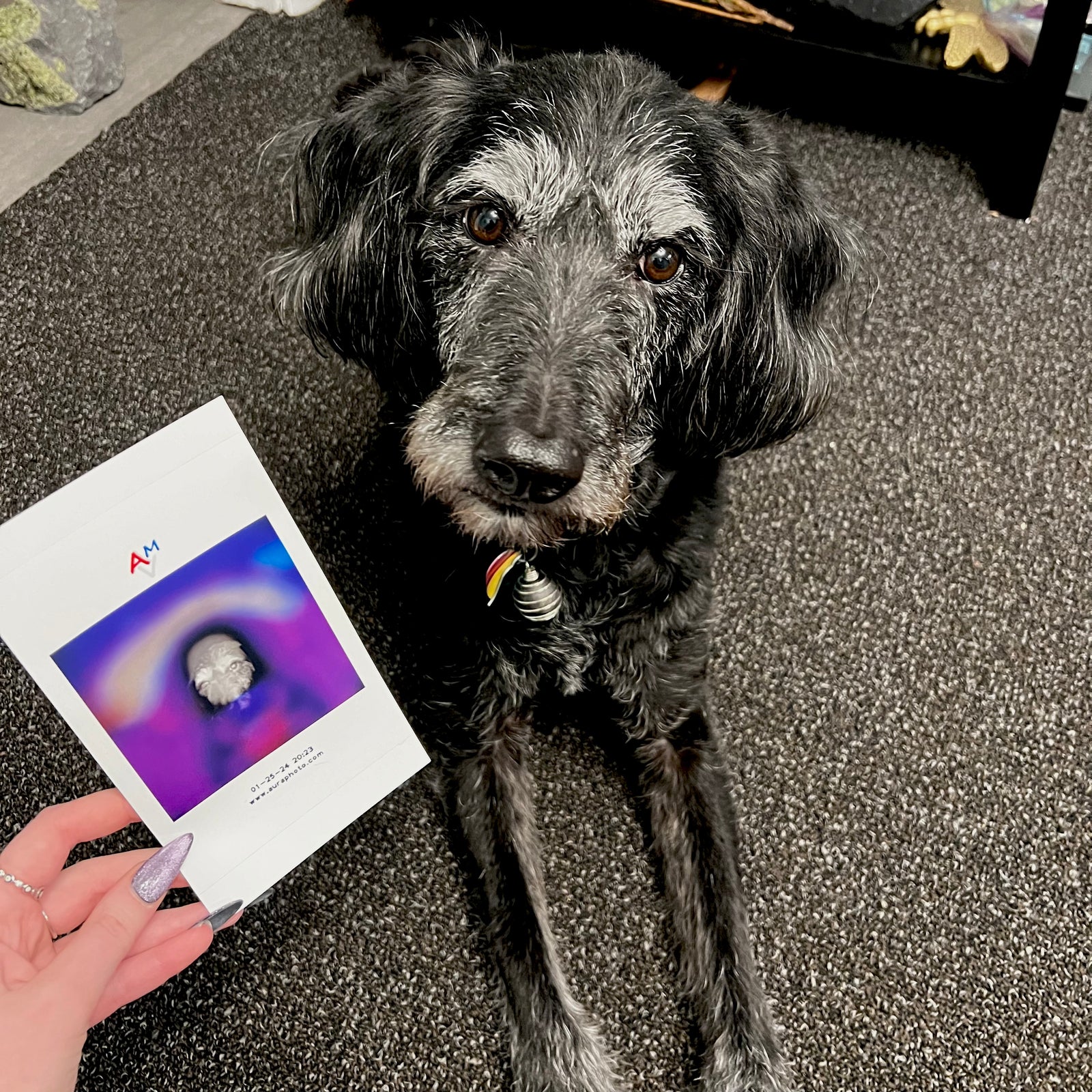 black dog laying on carpet with hand holding colorful purple picture in bottom corner