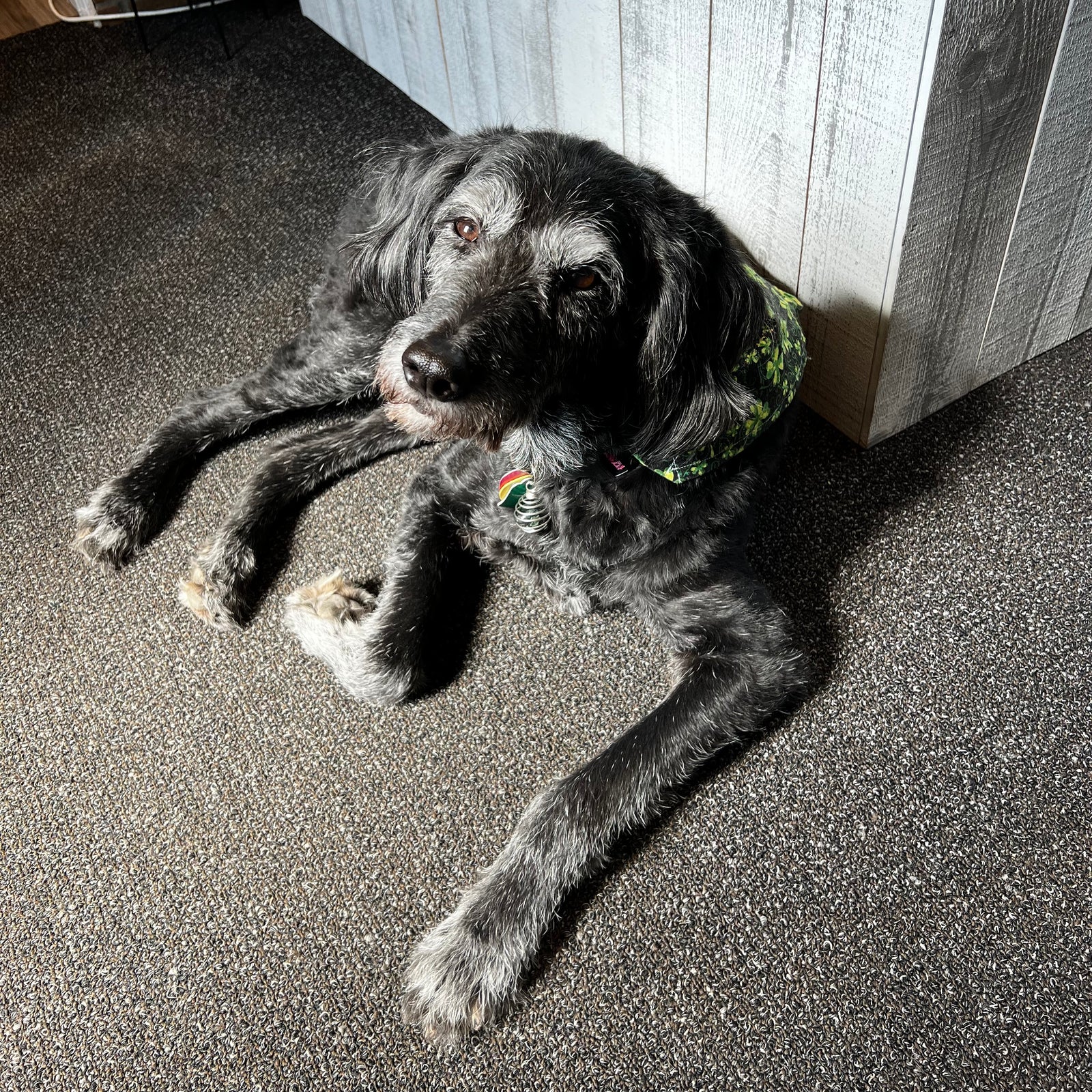 black dog wearing green and black bandana laying on dark colored carpet in sun