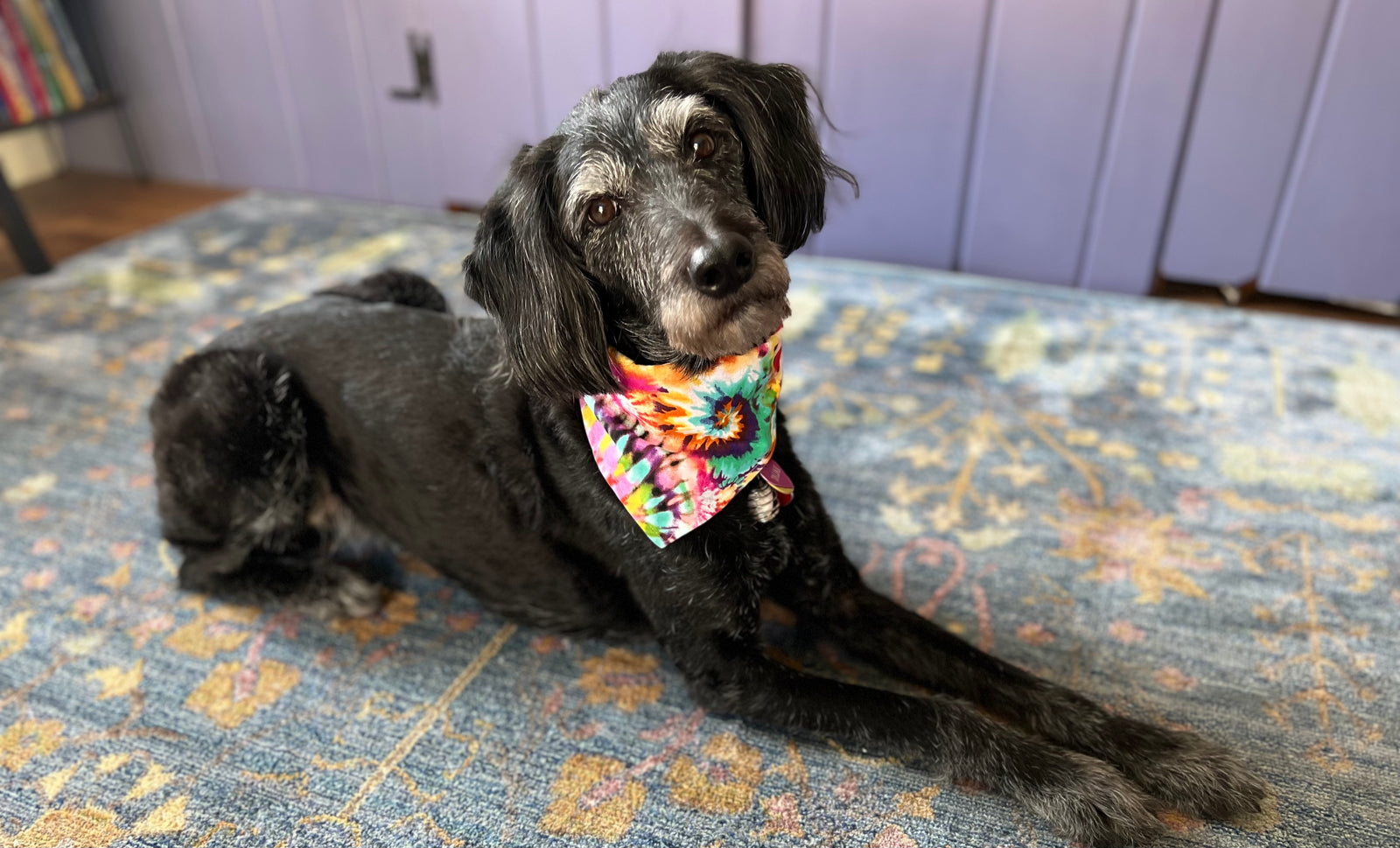 picture of black dog with tie dye bandana laying down on colorful carpet 