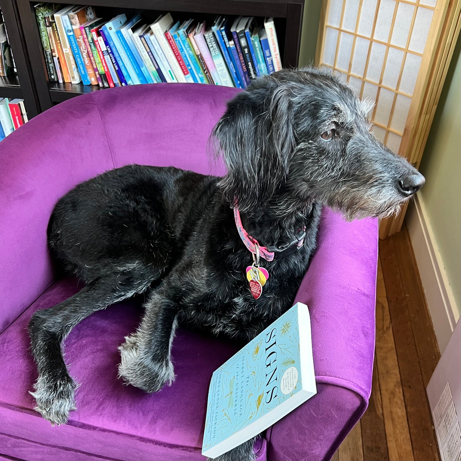 black dog sitting in purple chair with blue book