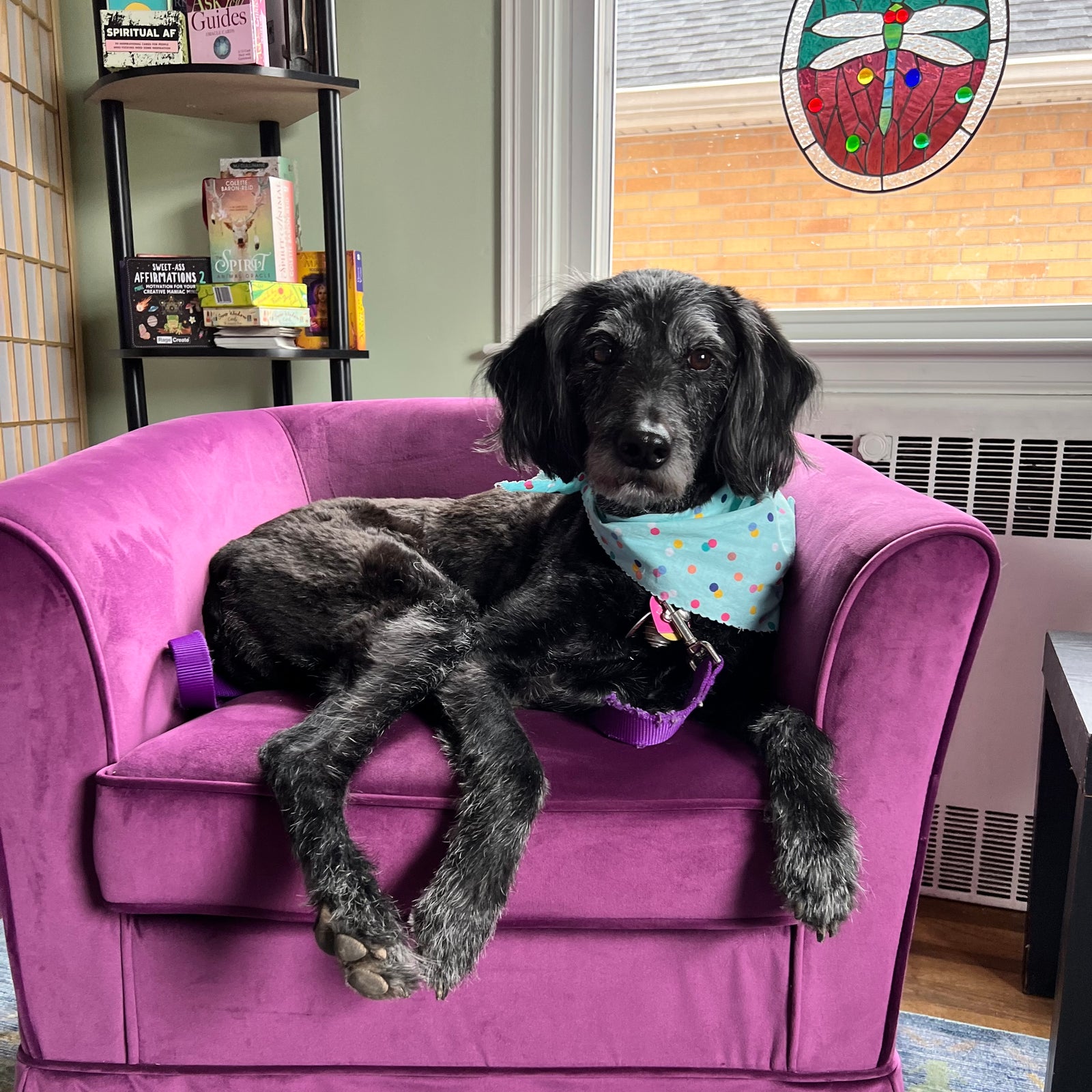 black dog sitting in purple chair wearing a light blue polka dot bandana