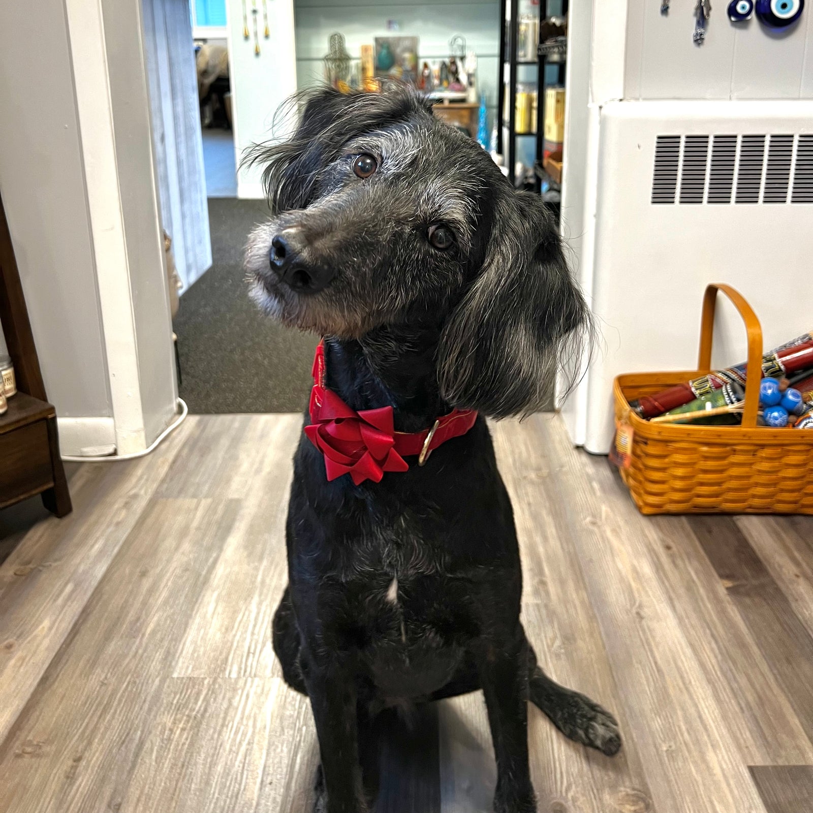 black dog wearing red collar with bow sitting on hardwood floor