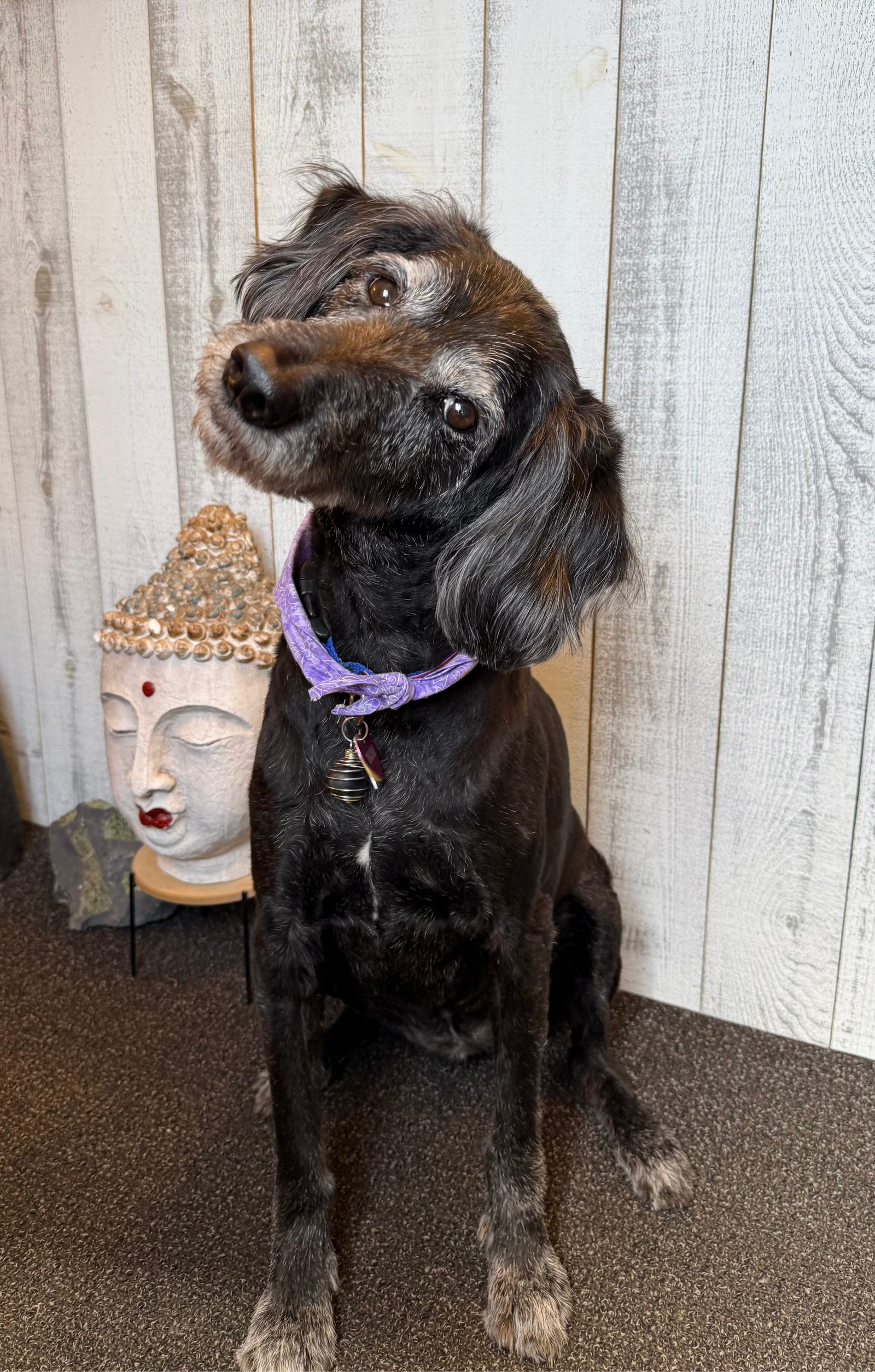 black dog tilting head sitting on carpet with white background
