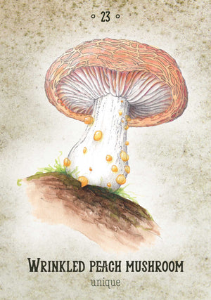 Mushroom Spirit Oracle sample card "WRINKLED PEACH MUSHROOM - 
unique"