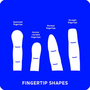 picture of finger tip shapes with text reading "Finger tip shapes: spatulate finger tips, conical rounded fingertips, pointed finger tips, straight fingertips"