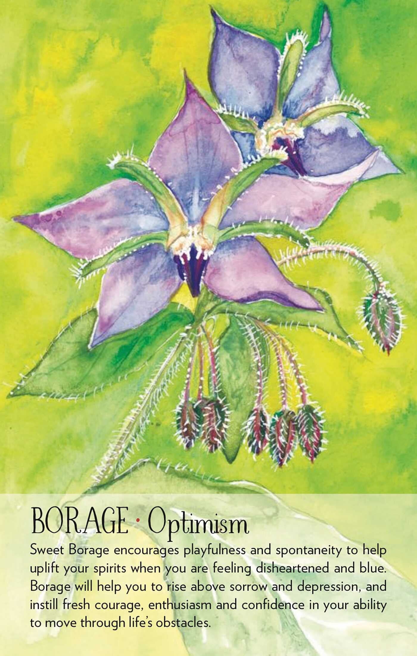 Soulflower Plant Spirit Oracle cards by Lisa Estabrook with colorful illustrations of plants.