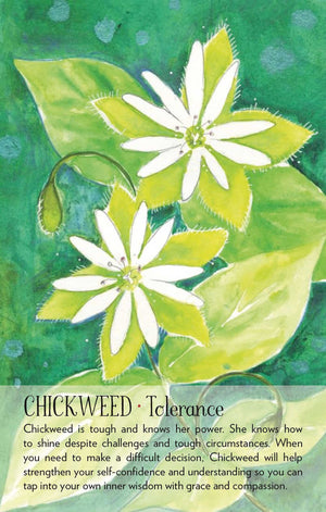 Illustration of chickweed flowers with descriptive text on a green background
