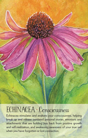 Watercolor painting of a purple flower with text about echinacea on a yellow background