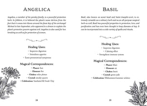 Two pages from a book featuring information on angelica and basil with botanical illustrations.