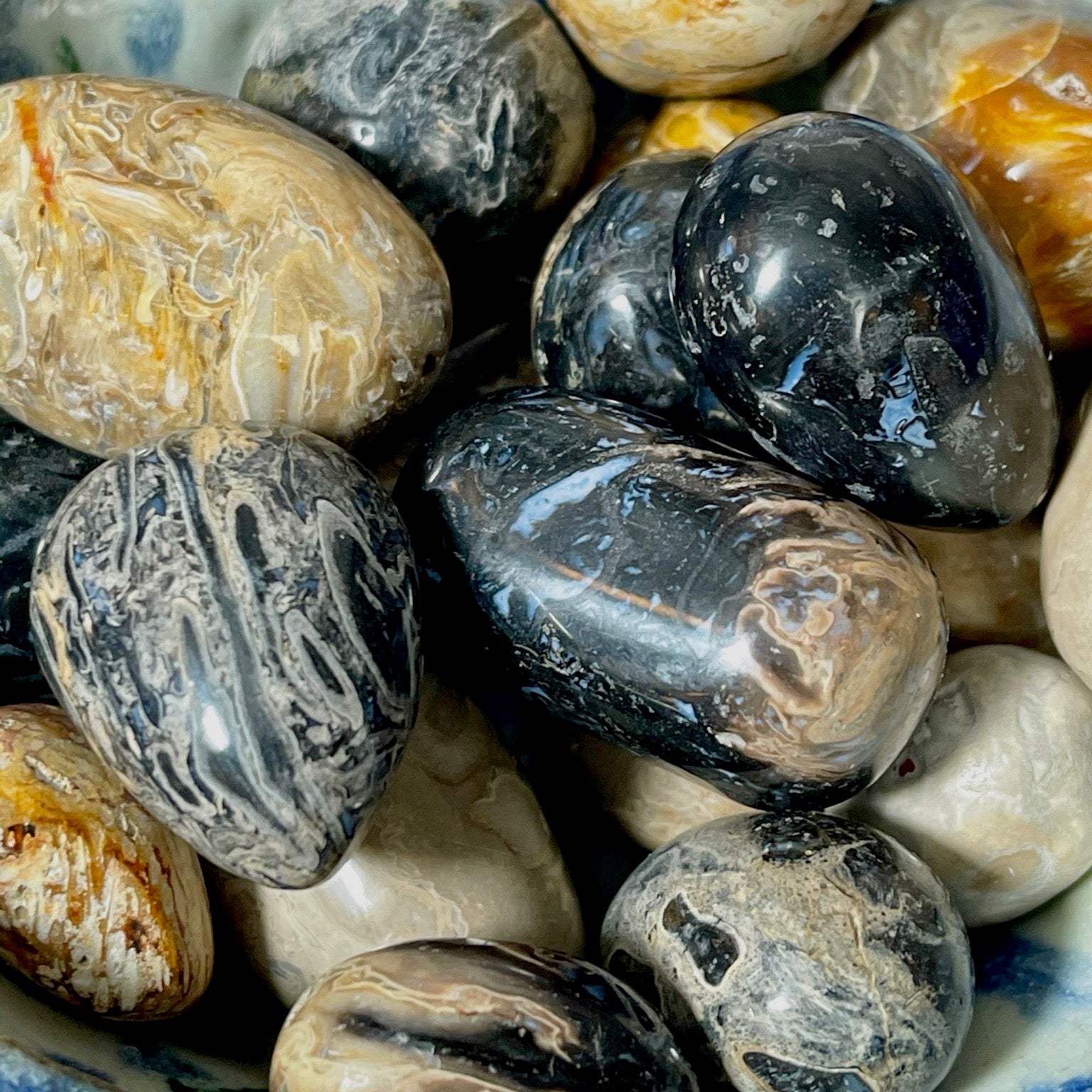 Fossilized Palm Root