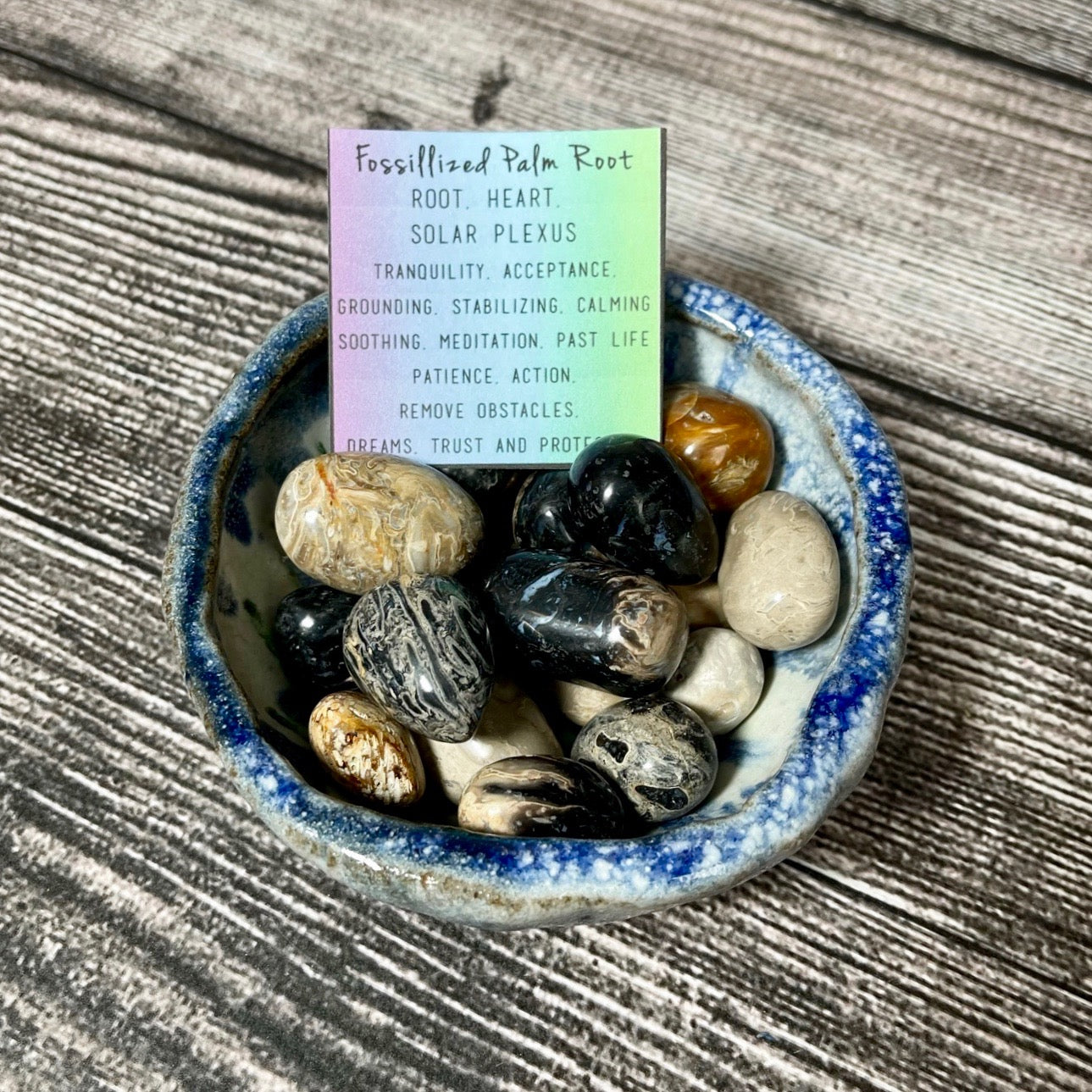 Fossilized Palm Root