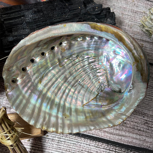  Shamans Market Abalone Shell - 5-6 inch : Home & Kitchen